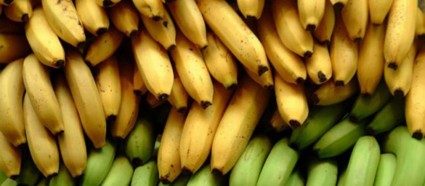 Βαρσοβία: Εντοπίστηκε μεγάλη ποσότητα κοκαΐνης σε φορτίο με μπανάνες σε σούπερ μάρκετ